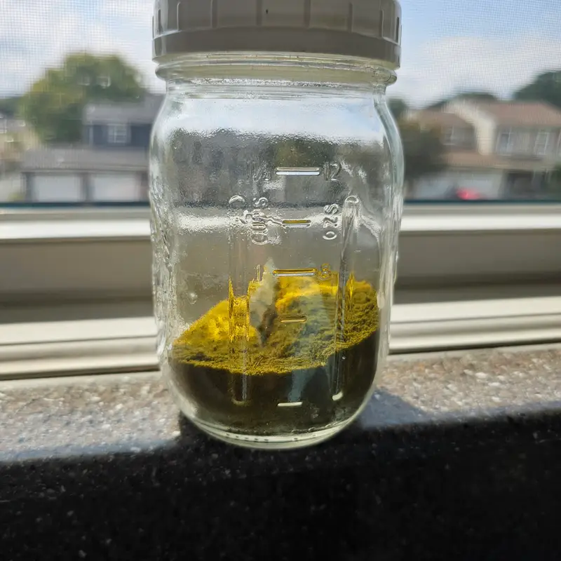 Big Mustard Mama Dust