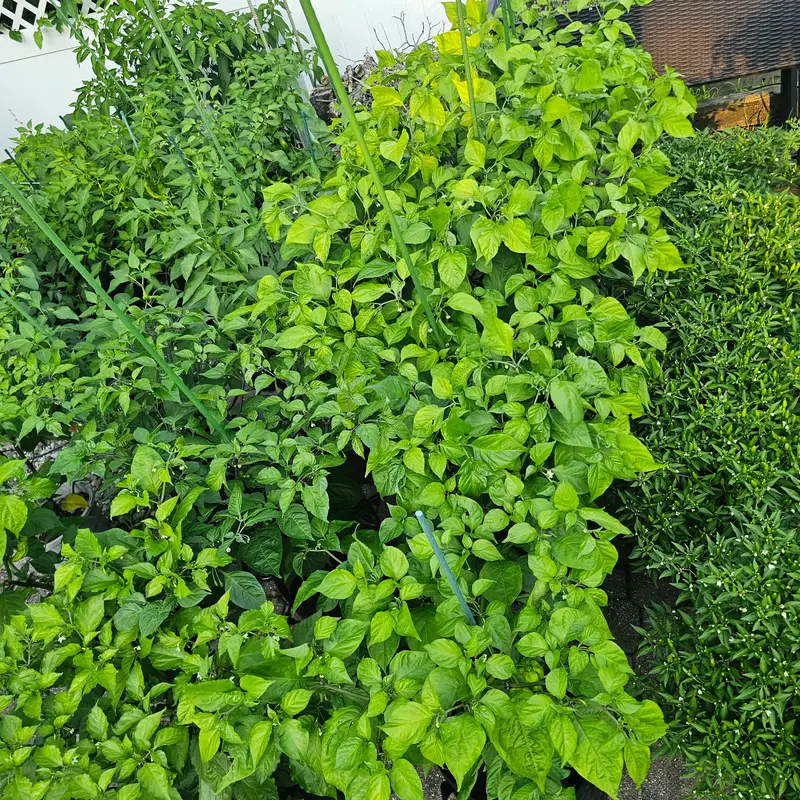 Mid-July in the garden