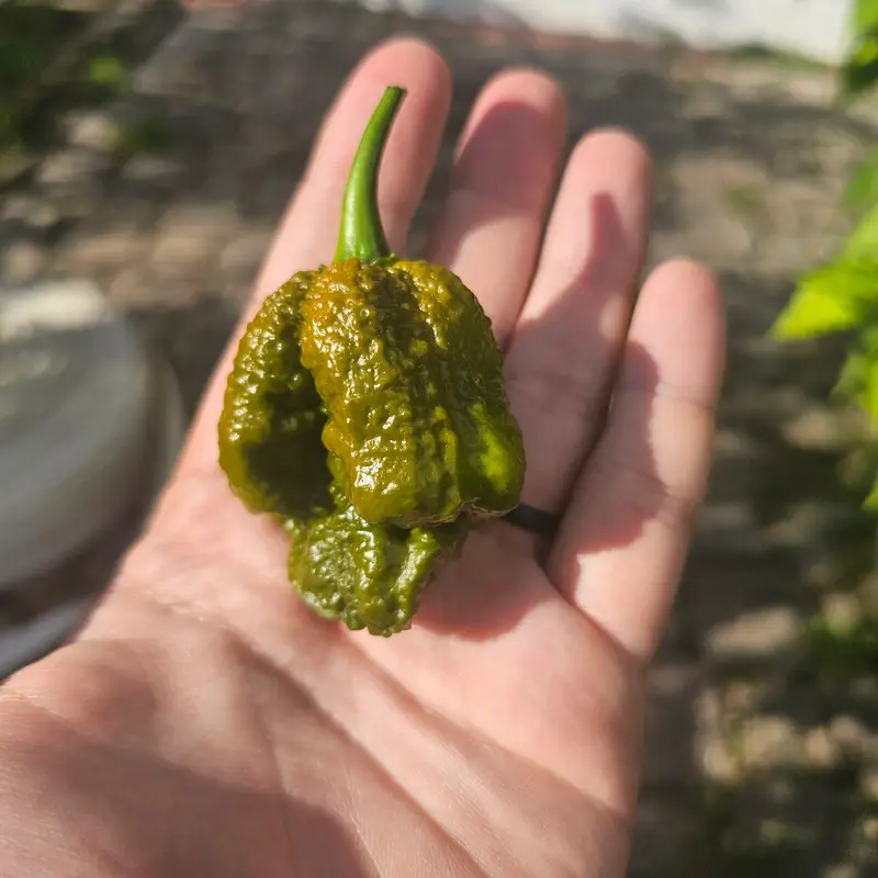 Big Mustard Mamas are finally ripe!